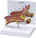 Artery Section Model